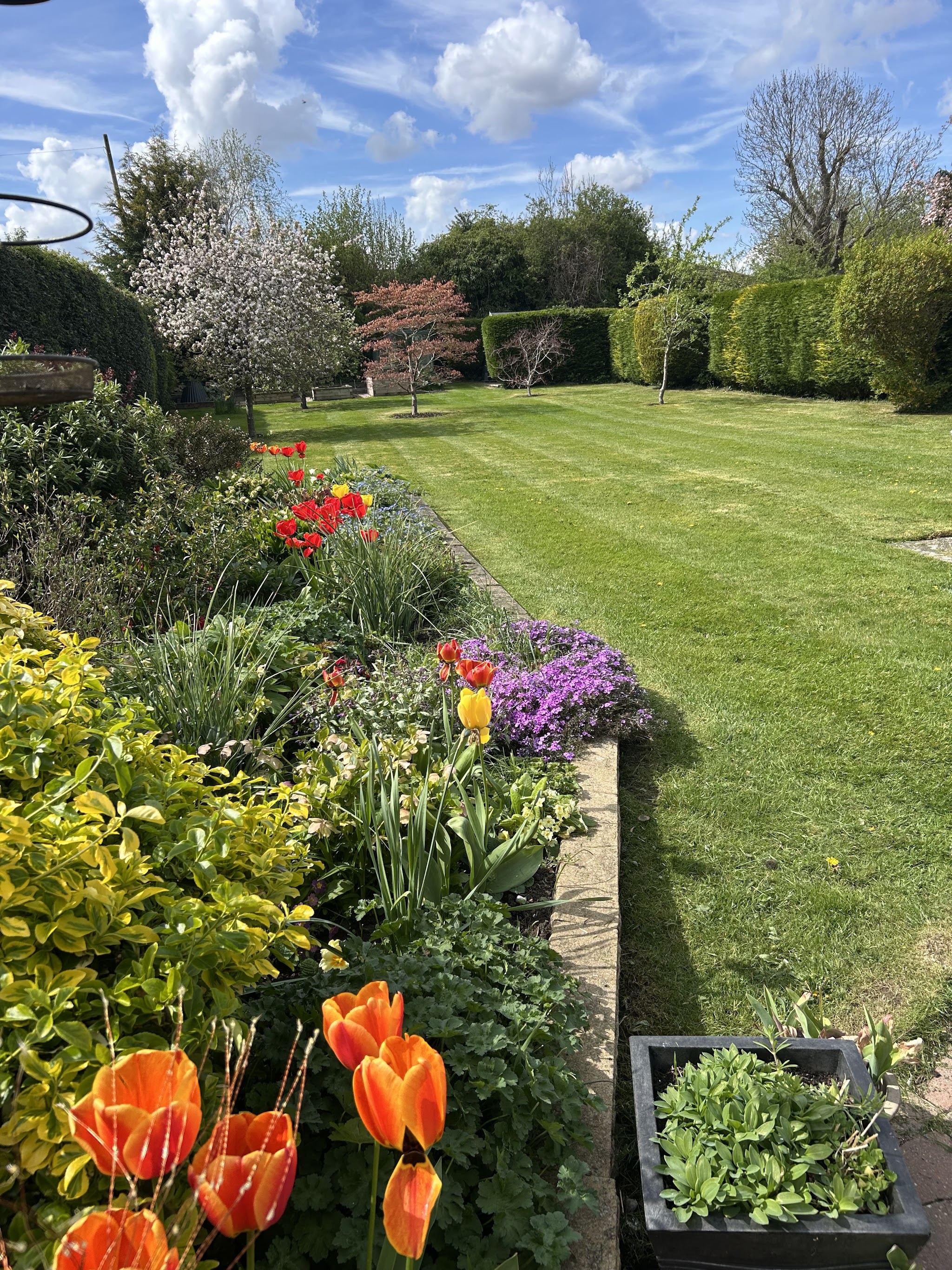 A spring border full of tulips next to a striped lawn