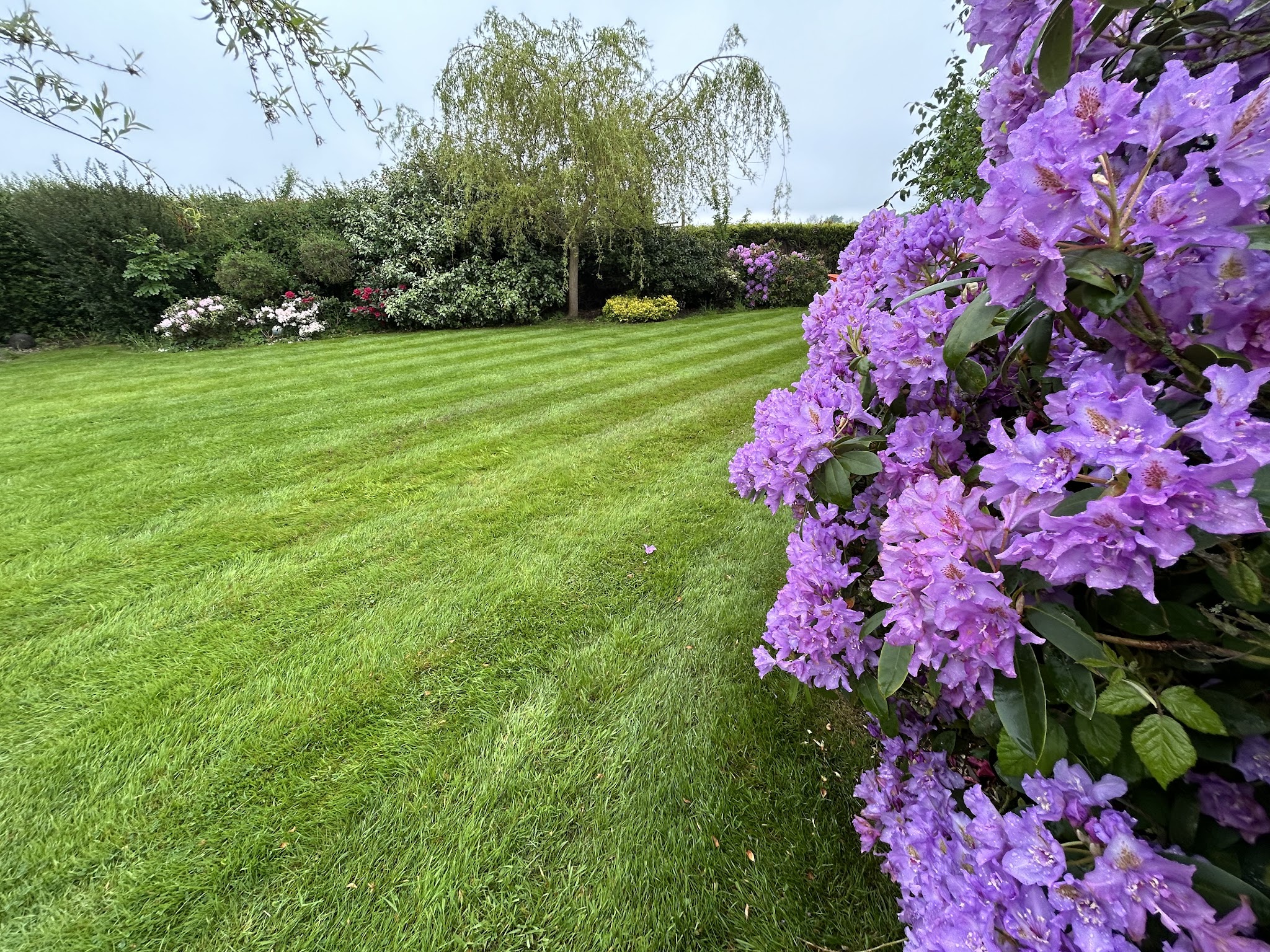 Striped lawn framed by a purple rhododendron in flower