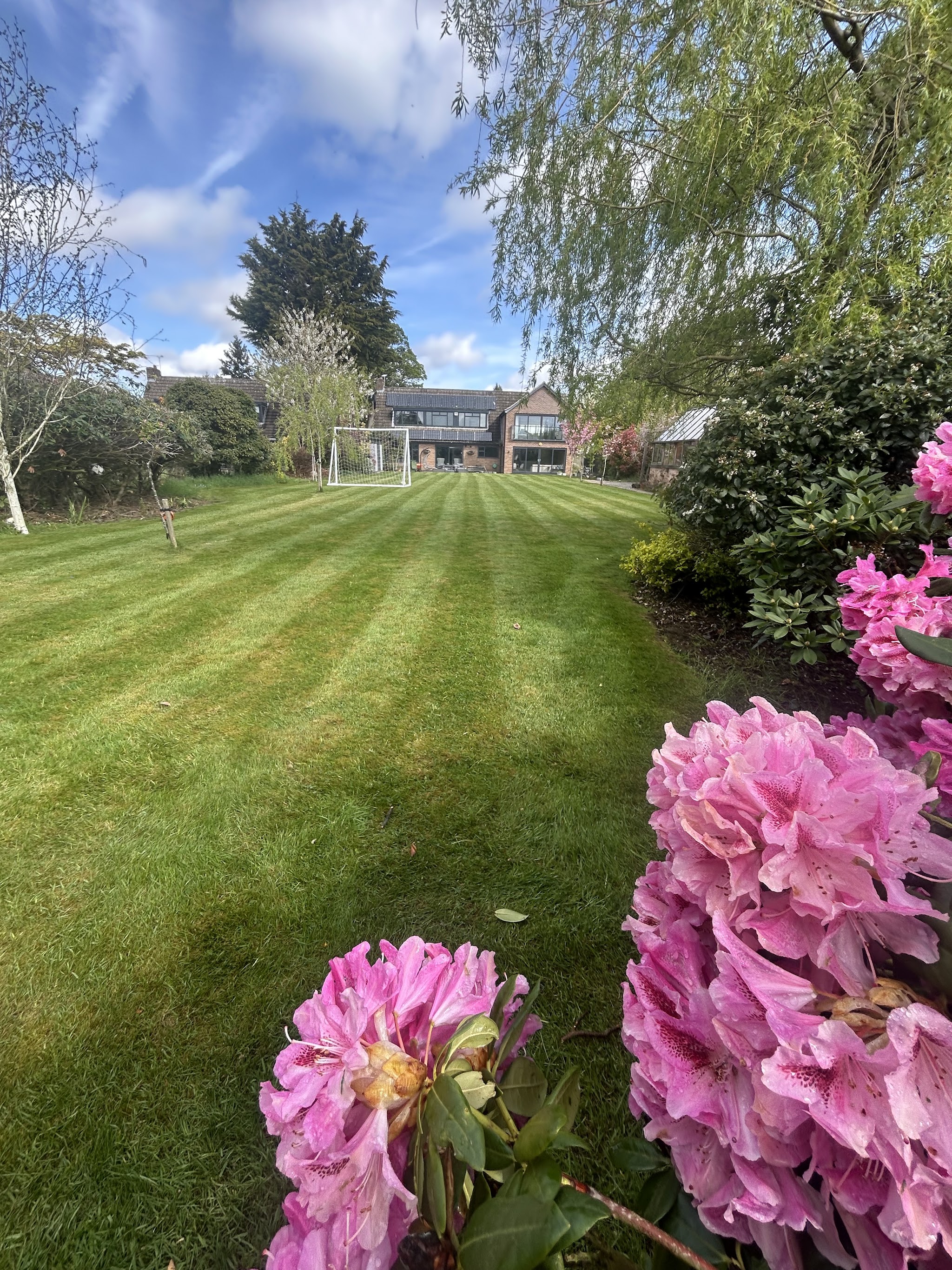 A striped lawn with pink rhododendrons and a willow tree